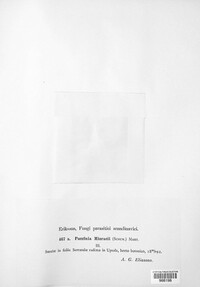 Puccinia hieracii image